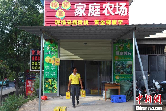 每天都有很多顾客前来黄盐水的家庭农场购买或者预定黄桃等水果.