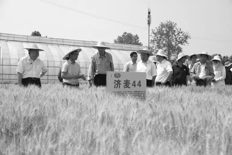2021年6月，陆懋曾在小麦育种基地视察