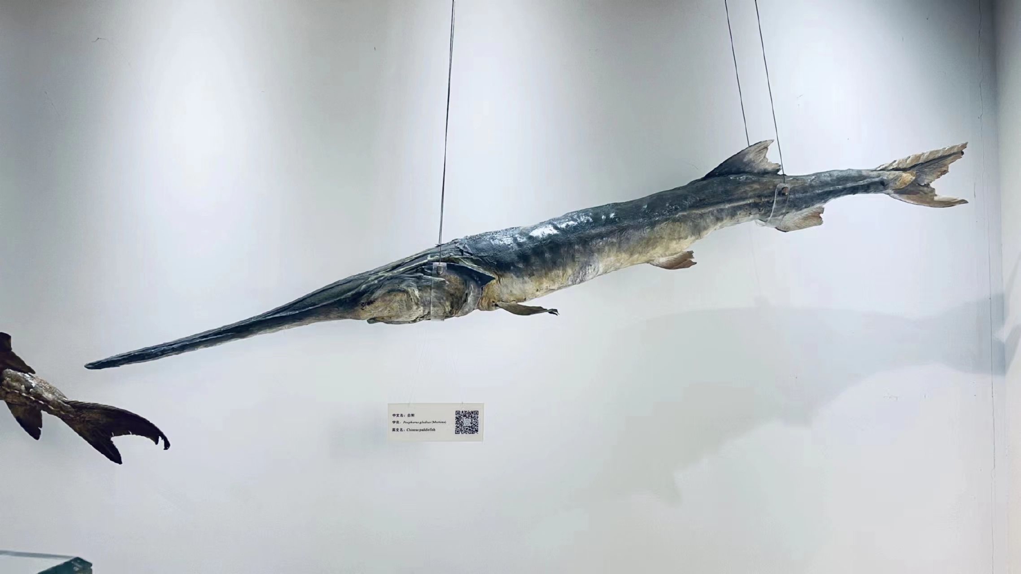 拯救中华鲟:自然种群延续之艰|长江|中科院_新浪新闻