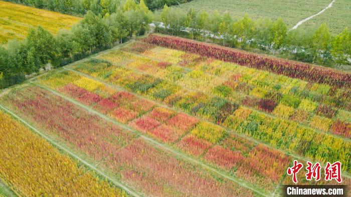 图为柴达木盆地五彩藜麦获丰收。　孙睿 摄