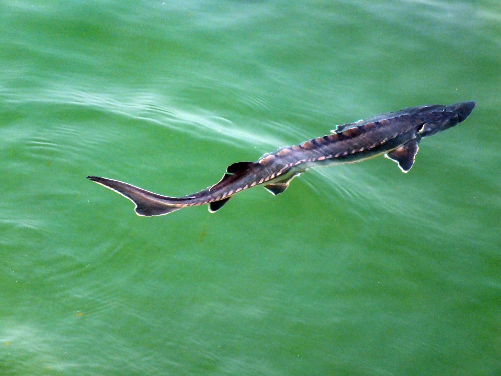 拯救中华鲟:自然种群延续之艰|长江|中科院_新浪新闻