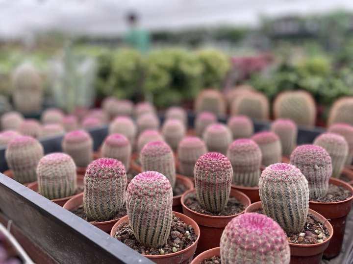 最近的杭州年轻人爱养绿植疗愈？花卉里的小众“四季青”突然成网红休闲区蓝鸢梦想 - Www.slyday.coM