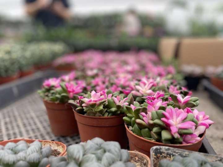 最近的杭州年轻人爱养绿植疗愈？花卉里的小众“四季青”突然成网红休闲区蓝鸢梦想 - Www.slyday.coM