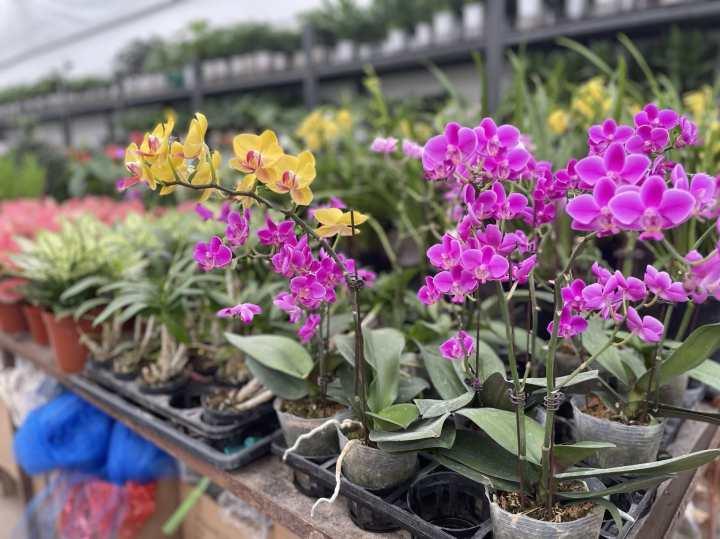 最近的杭州年轻人爱养绿植疗愈？花卉里的小众“四季青”突然成网红休闲区蓝鸢梦想 - Www.slyday.coM