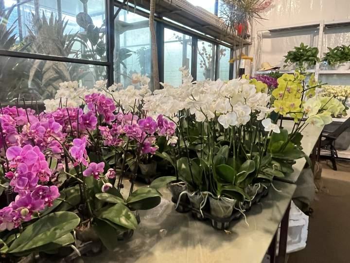 最近的杭州年轻人爱养绿植疗愈？花卉里的小众“四季青”突然成网红休闲区蓝鸢梦想 - Www.slyday.coM