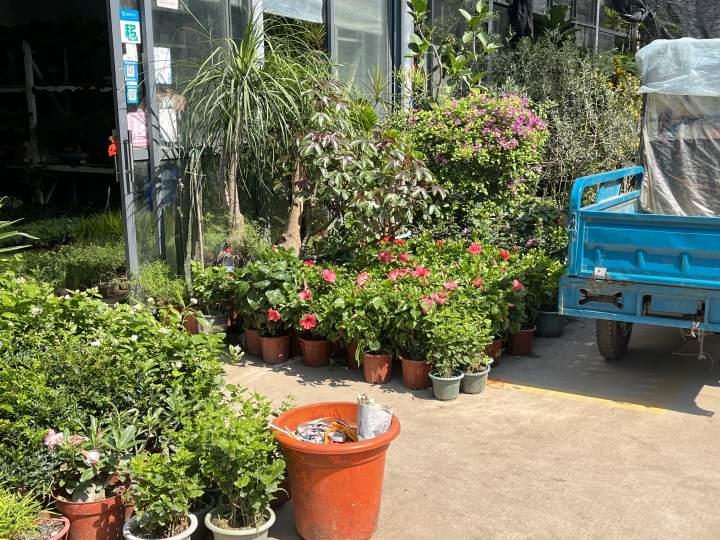 最近的杭州年轻人爱养绿植疗愈？花卉里的小众“四季青”突然成网红休闲区蓝鸢梦想 - Www.slyday.coM