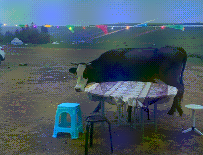 ▲图/受访者提供 帐篷前遛弯的牛