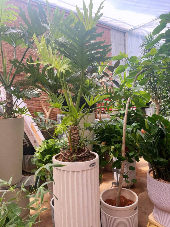 最近的杭州年轻人爱养绿植疗愈？花卉里的小众“四季青”突然成网红休闲区蓝鸢梦想 - Www.slyday.coM