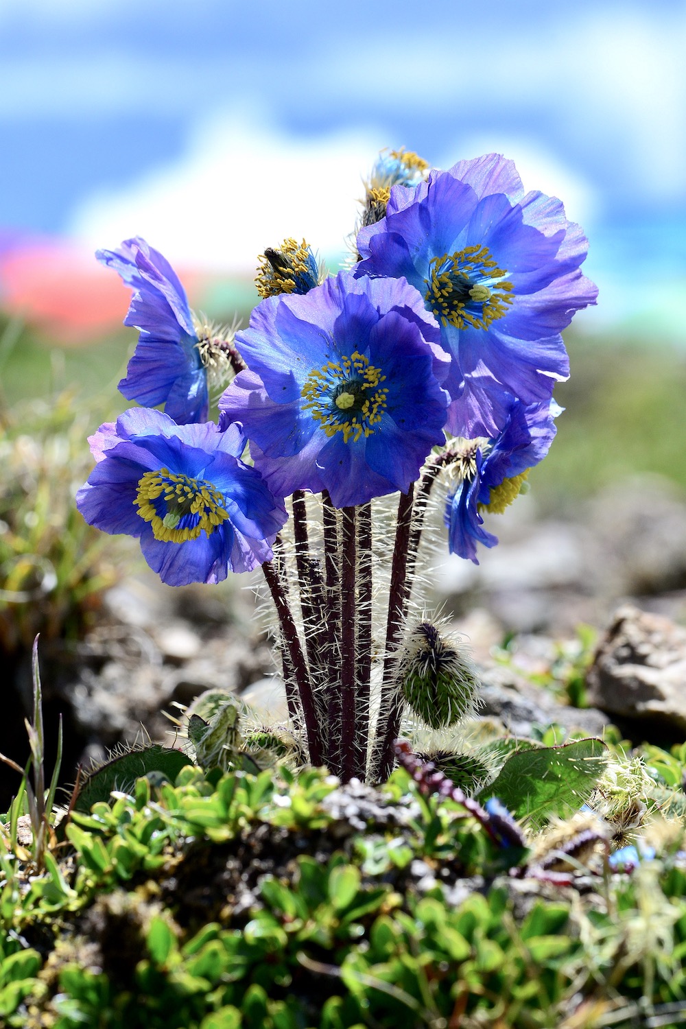 多刺绿绒蒿,花期6-9月.摄于西藏.&nbsp;&nbsp;阿珠 图