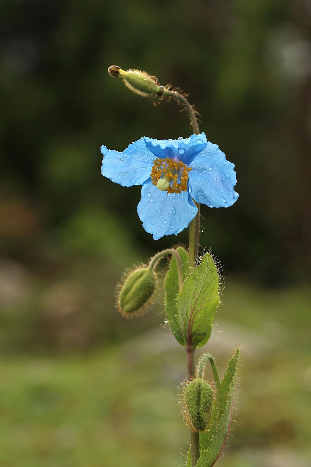藿香叶绿绒蒿,花期6-11月.摄于西藏.&nbsp; &nbsp; &nbsp;阿珠 图