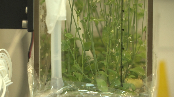 在太空养鱼、给舱内空气采样是种怎样的体验？问天实验舱里的它俩妙用多！休闲区蓝鸢梦想 - Www.slyday.coM