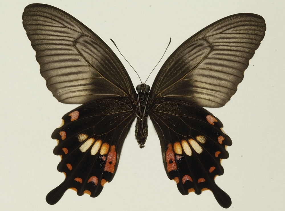 玉带凤蝶雌-金门红斑型玉带凤蝶雌蝶红斑型.