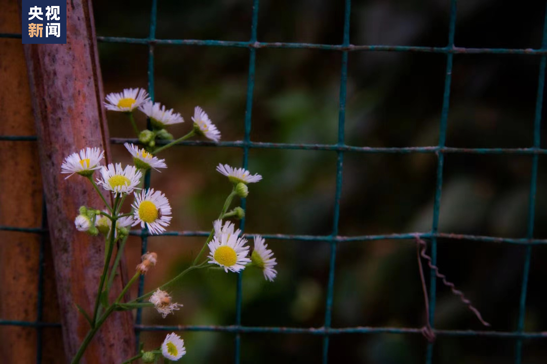 “扭扭车男孩”，收到大学录取通知书！休闲区蓝鸢梦想 - Www.slyday.coM
