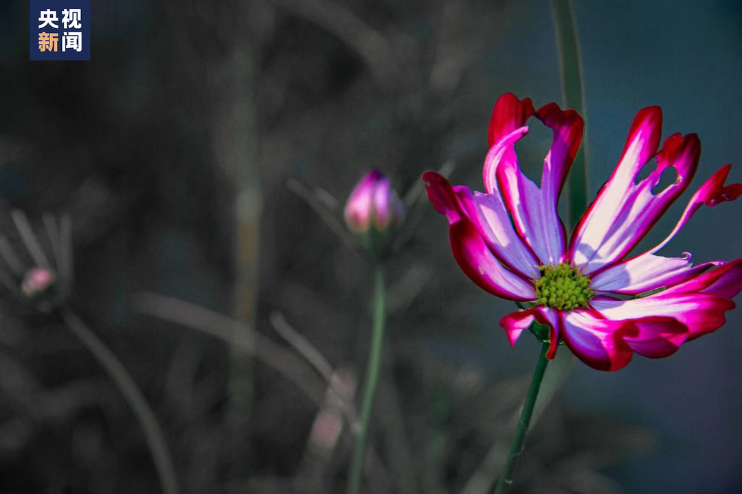 “扭扭车男孩”，收到大学录取通知书！休闲区蓝鸢梦想 - Www.slyday.coM