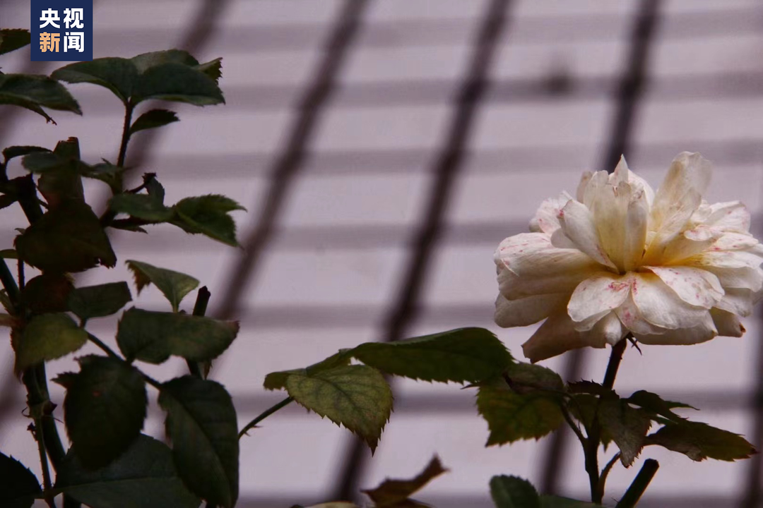 “扭扭车男孩”，收到大学录取通知书！休闲区蓝鸢梦想 - Www.slyday.coM