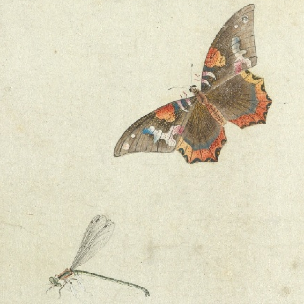 鉴赏清代画草虫一位少年笔下的雅洁蝶影