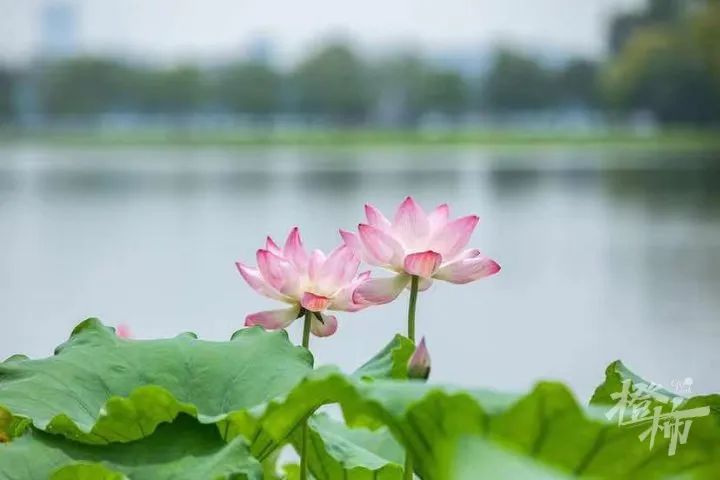 浙江：心累，真的不想再上全国榜了休闲区蓝鸢梦想 - Www.slyday.coM