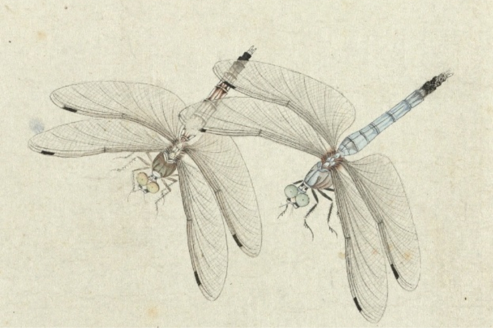 鉴赏清代画草虫一位少年笔下的雅洁蝶影