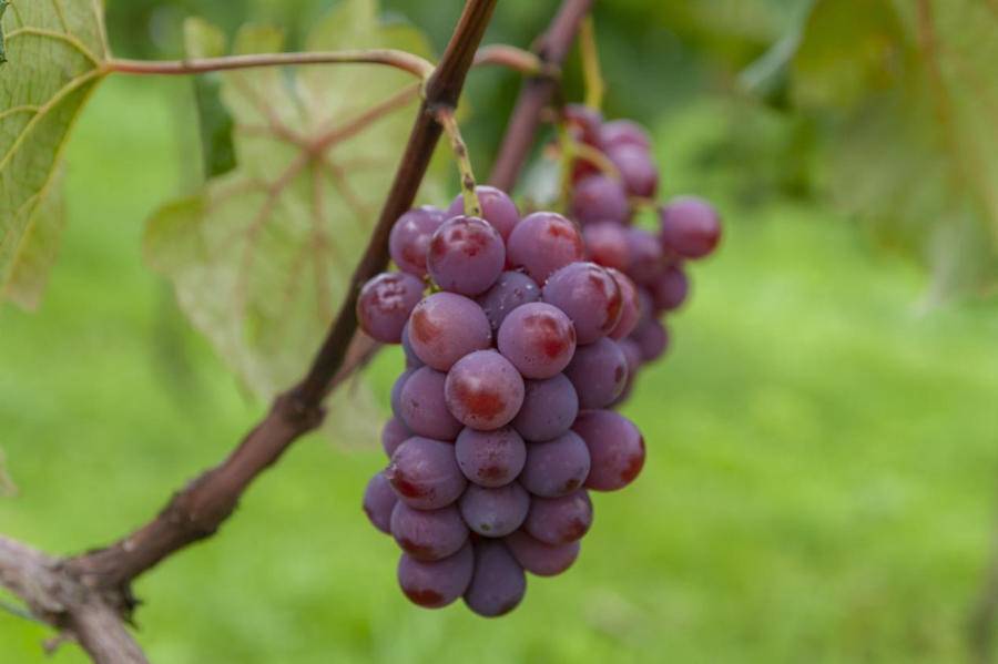 像保护眼睛一样保护她盛名之下长沟葡萄仍在努力