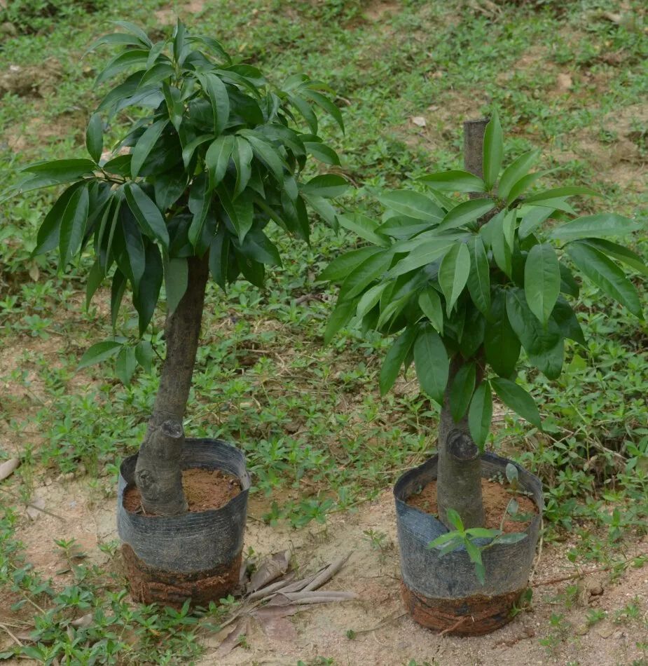 荔枝核快速培育成清新粉叶小盆栽,水培和土培都没问题|荔枝|荔枝核|水培_新浪新闻