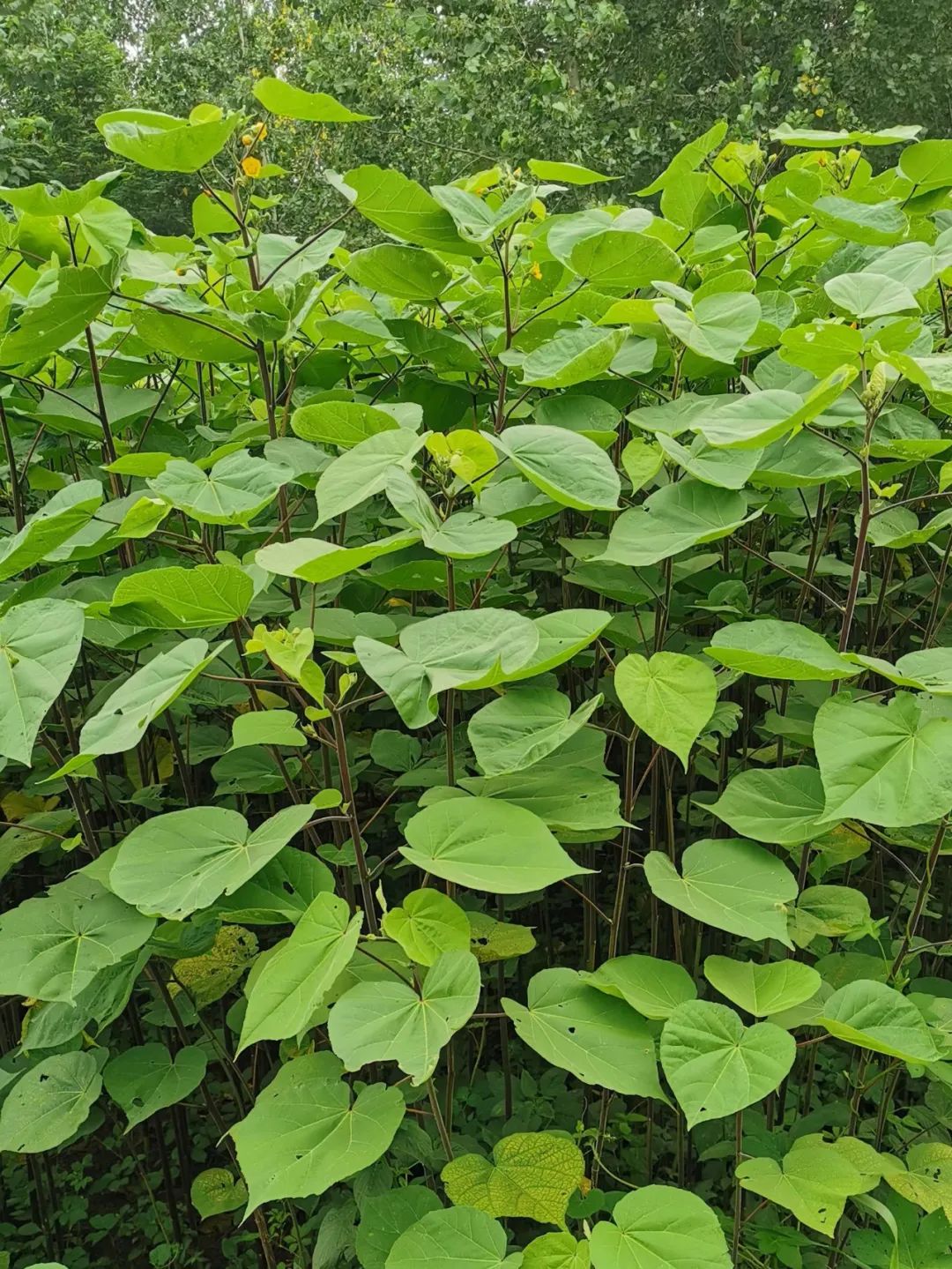 中国麻类作物大全