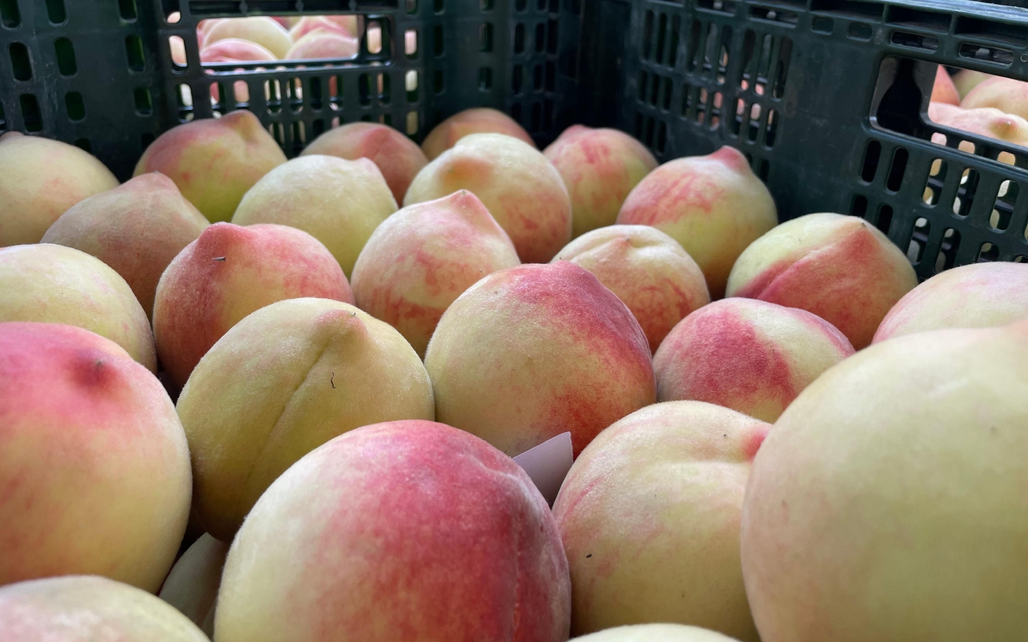 京南的鲜桃熟了果农说这是近几年桃子长得最好的一年