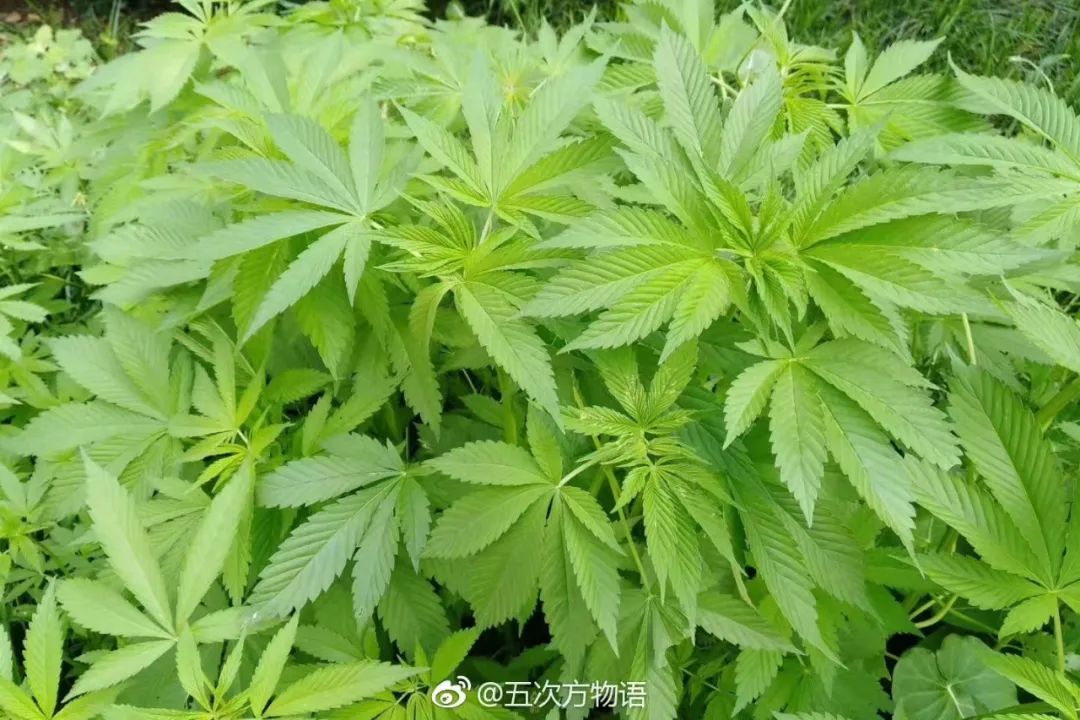 中国麻类作物大全