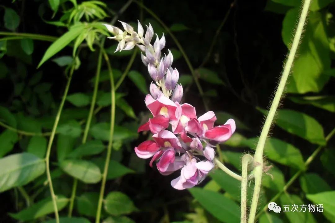 3 葛根葛麻就是葛/pueraria lobata(现改名为山葛/p.montana),葛属.