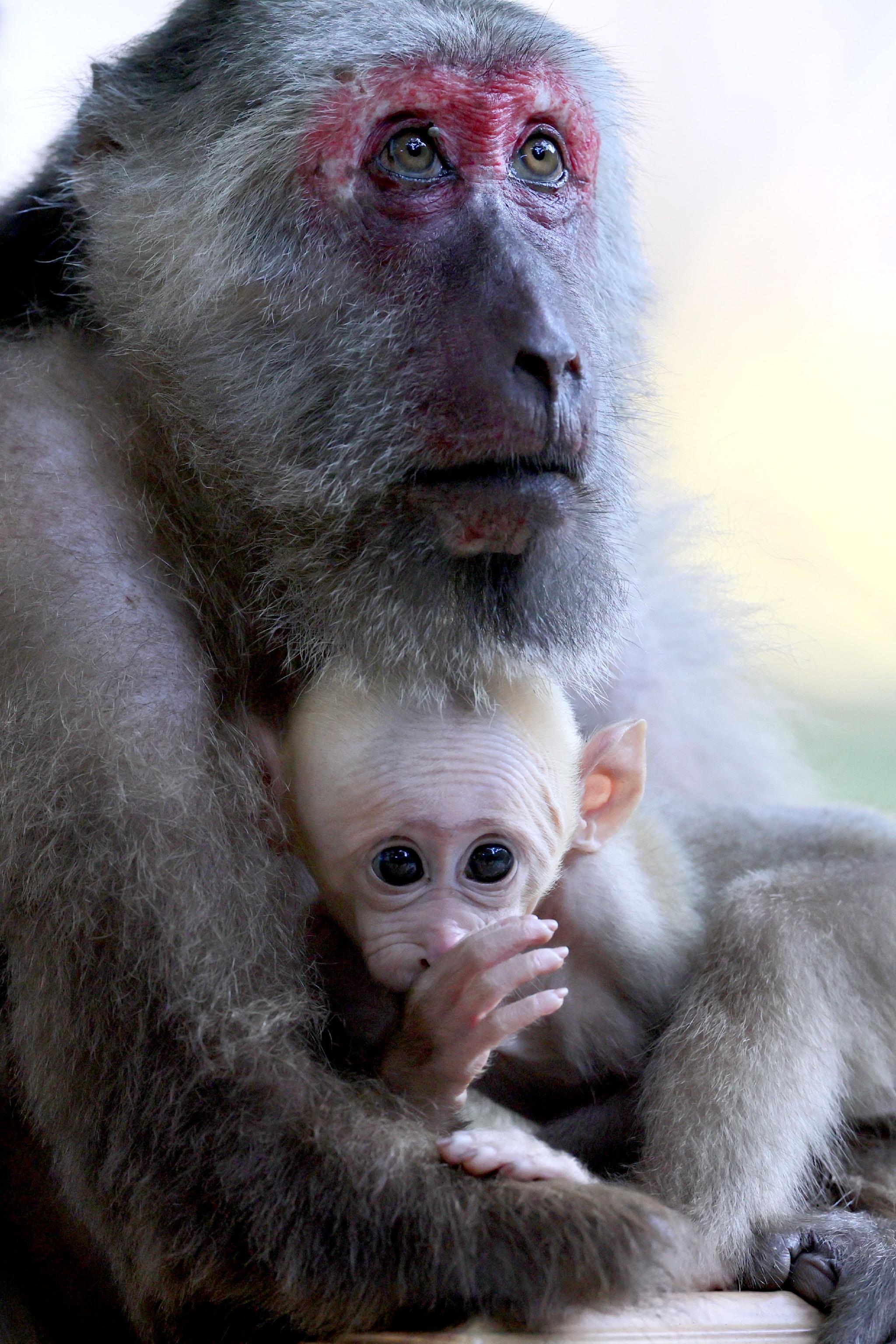 武夷山国家公园藏酋猴的乐园