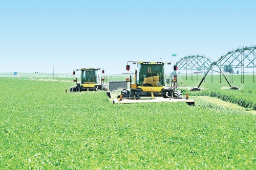 紫花苜蓿种植变黄沙为绿海