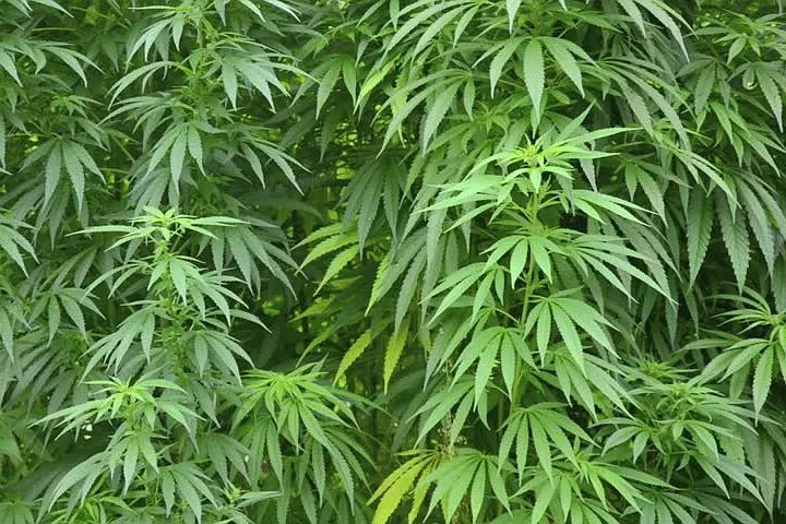 中国麻类作物大全