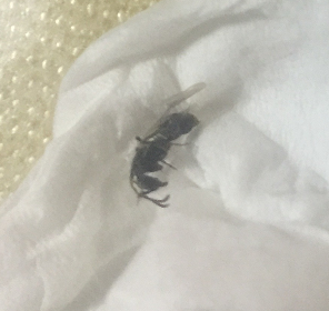 睡觉时被“会飞的蚂蚁”咬了一口，丽水一女子生命垂危，幸亏……休闲区蓝鸢梦想 - Www.slyday.coM