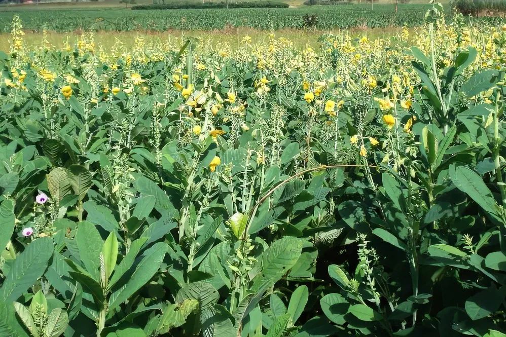 中国麻类作物大全