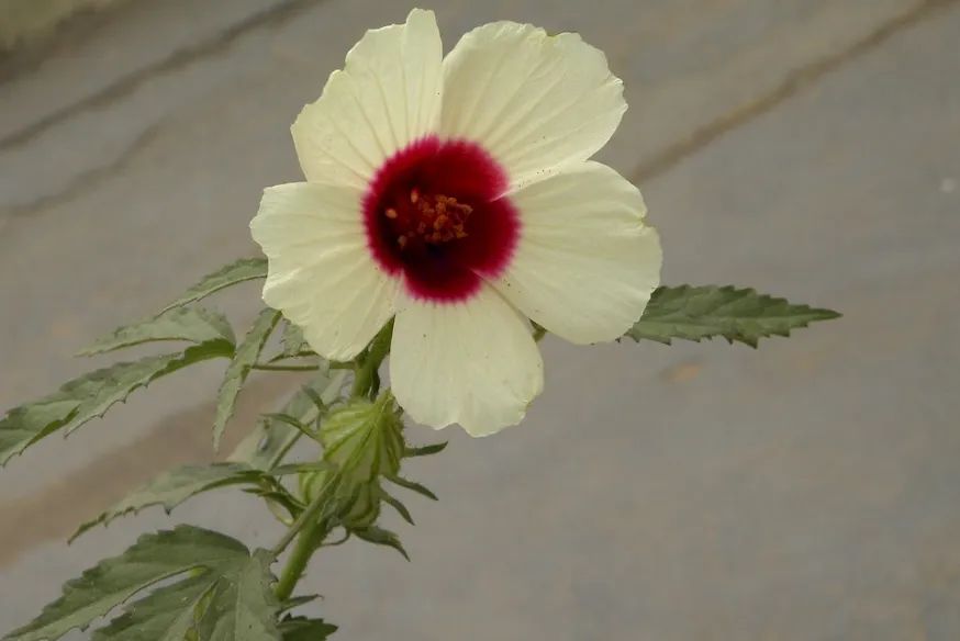 1 大麻槿红麻,正名为大麻槿/hibiscus cannabinus,又名洋麻,芙蓉麻