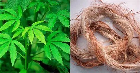 中国麻类作物大全