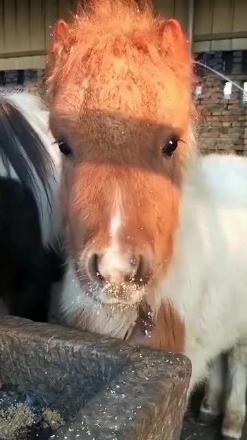 萌萌的一匹小马仔萌萌哒