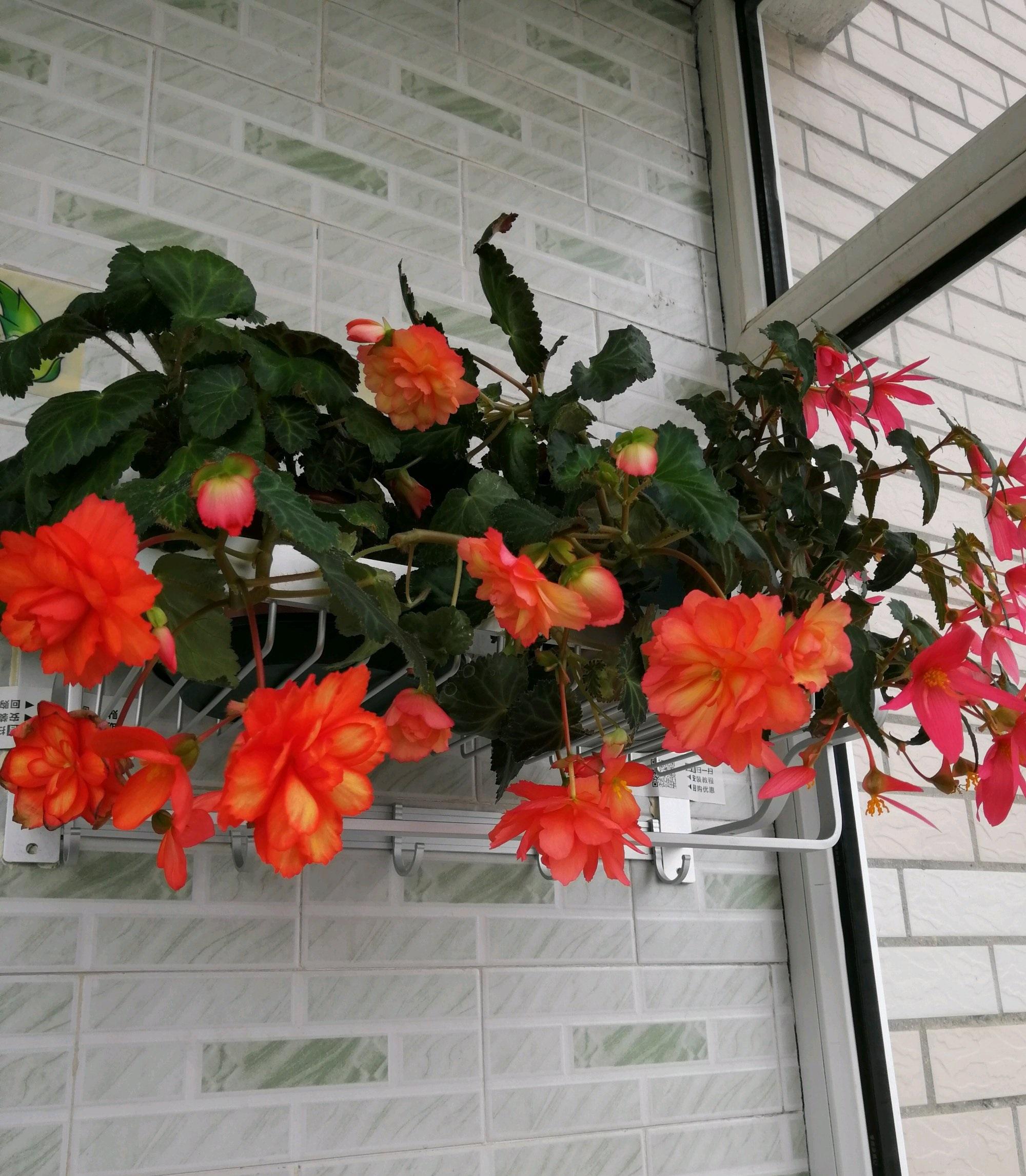 喜欢垂吊盆栽花就养垂吊球根海棠颜值超高开花也勤奋