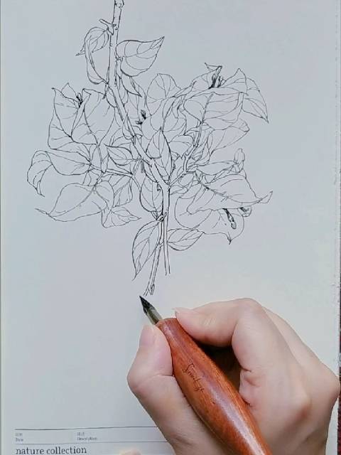 用速写绘制夏日视界给视频加buff今天画三角梅67