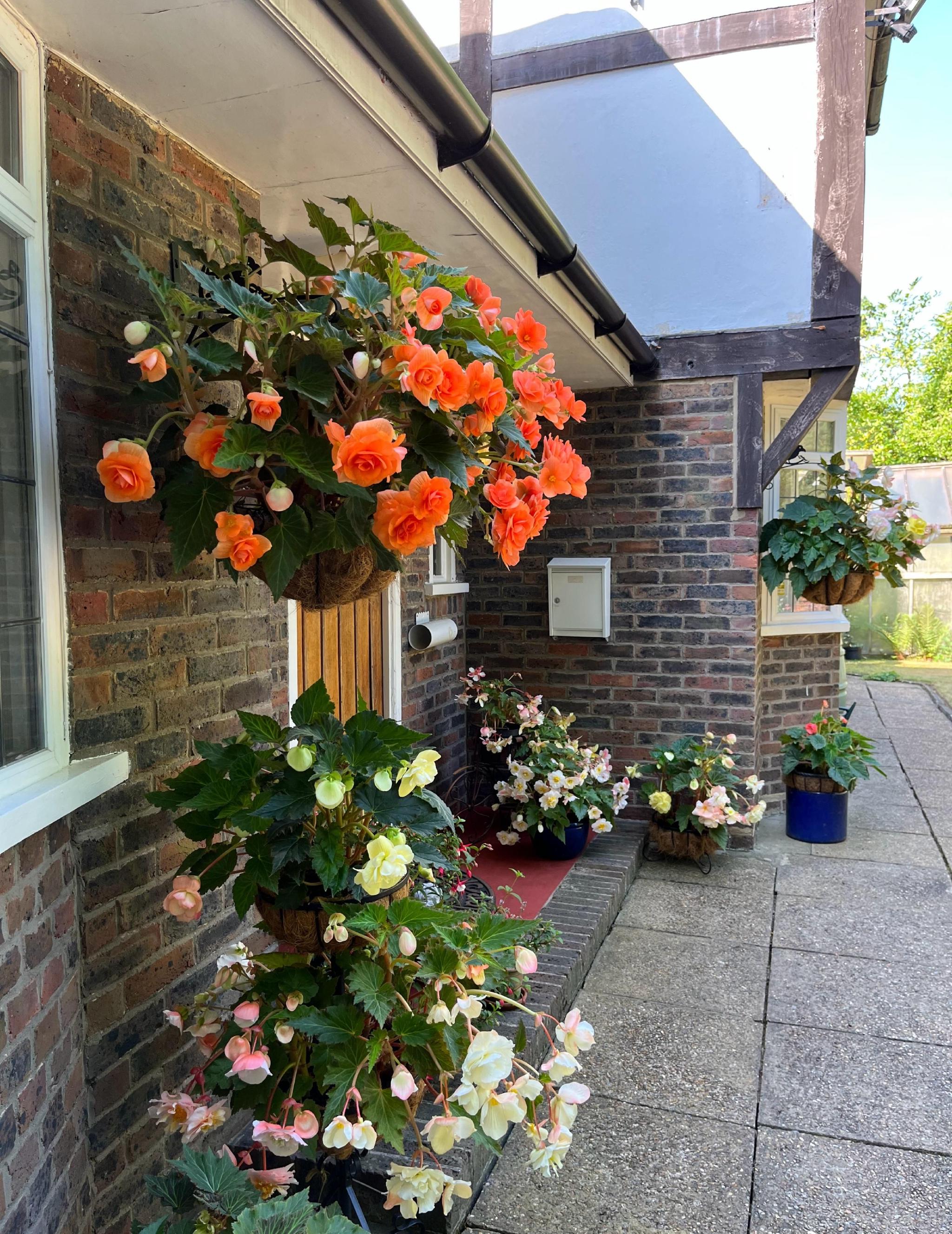 喜欢垂吊盆栽花就养垂吊球根海棠颜值超高开花也勤奋