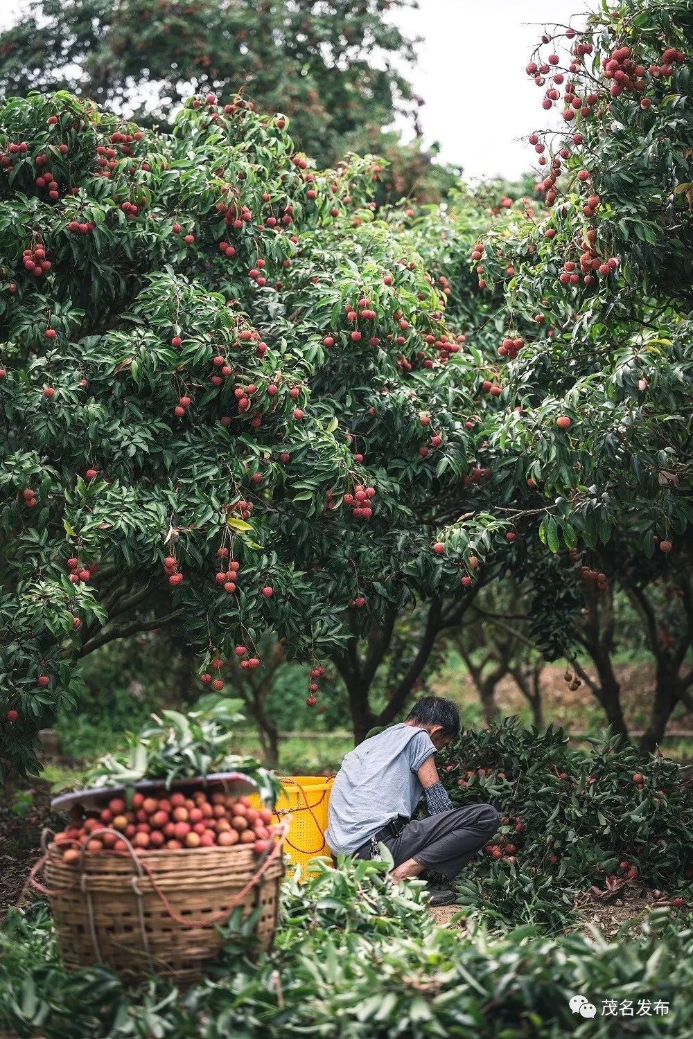 茂名荔枝丰收,果农在分拣荔枝.