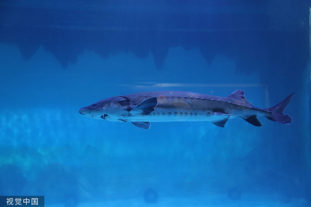 专访白鲟灭绝论文作者危起伟保护陆生生物已成共识但对水生生物的联想