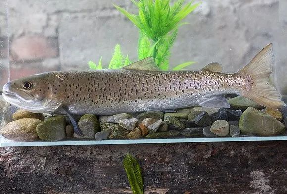 川陕哲罗鲑(图片来源:长江水产研究所)