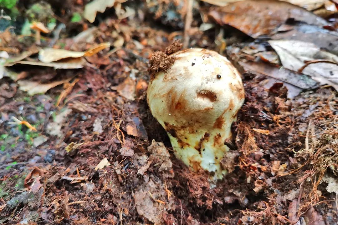 天堂原始丛林密会万菌之王