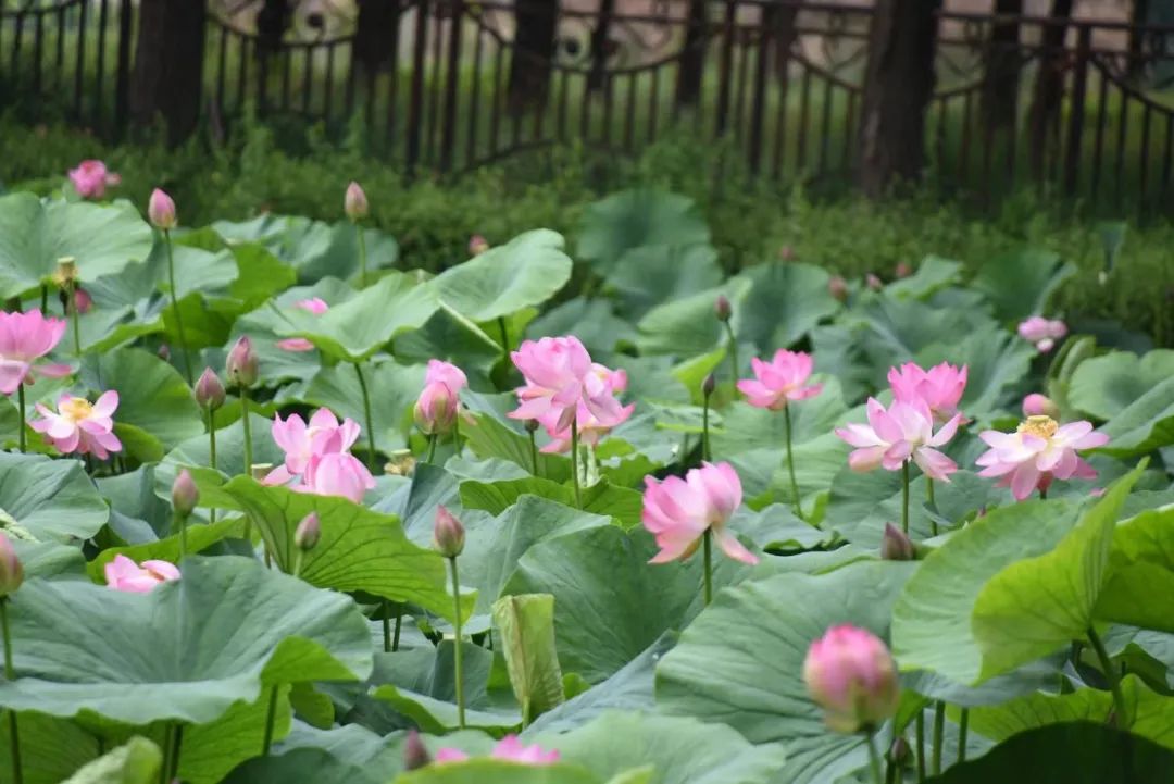哈尔滨北方森林动物园荷花湖美不胜收丨红莲,睡莲,佛座竞相开放