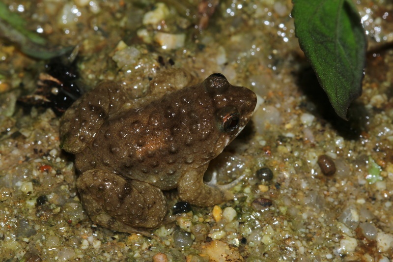 你知道吗中国浮蛙和岭南浮蛙故乡都在深圳