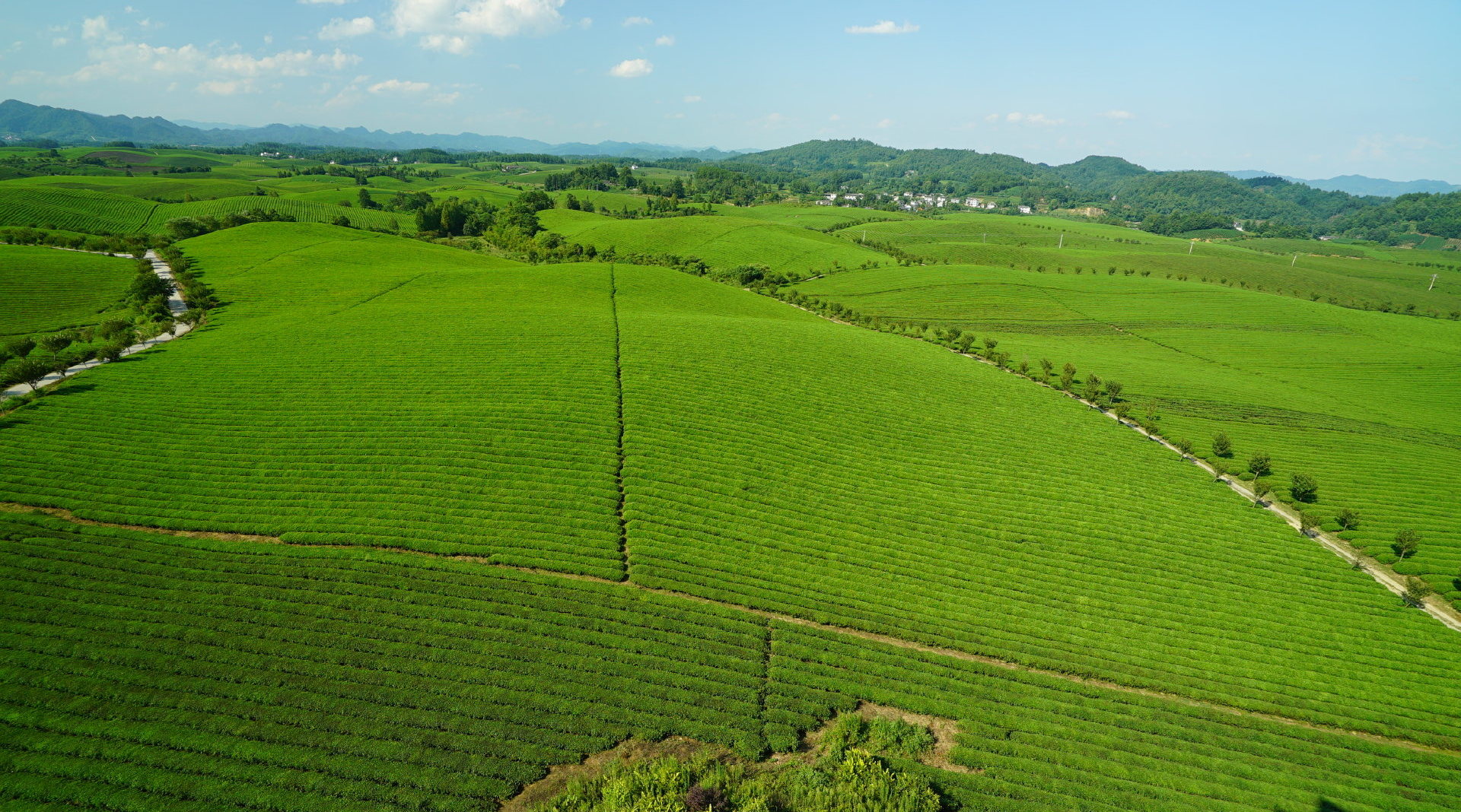 遵义湄潭万亩茶海美景如画