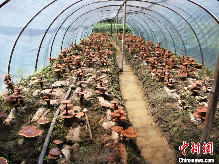 王继俊大棚中的灵芝 刘浩 摄