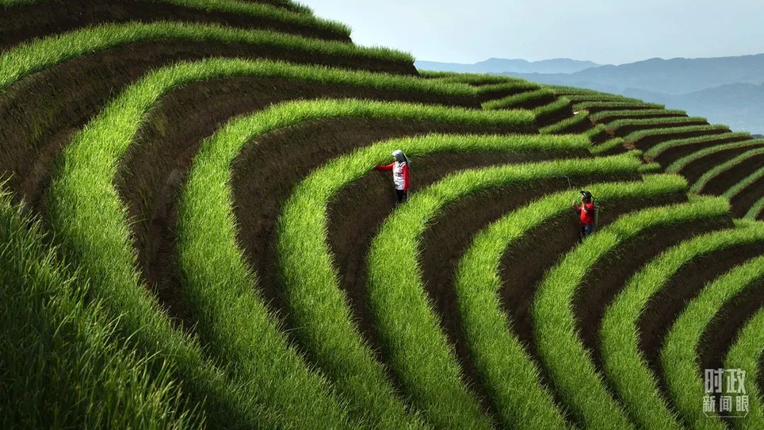 △印尼西爪哇，工人们在绿色梯田照料洋葱。（图/视觉中国）