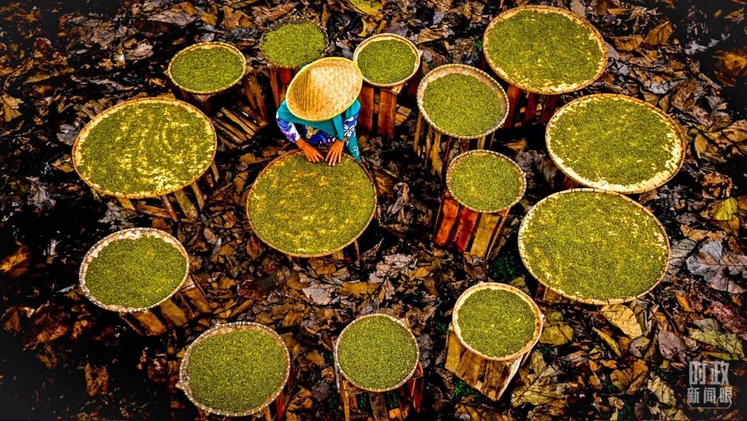 △印尼茂物，工人正在晾晒绿豆。（图/视觉中国）