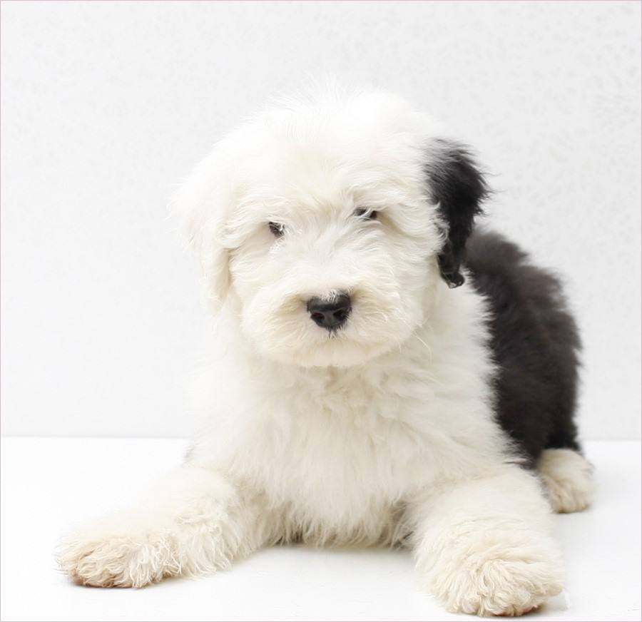 温柔乖巧的大块头"古牧犬",了解一下__财经头条